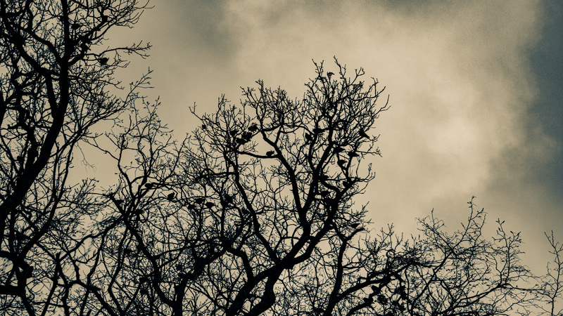Kunstaufnahme Winterbaum